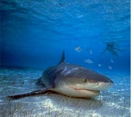 Deadly Bull Sharks Sighted In Jersey Shore River