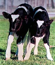 40000_40109_cloned_cows