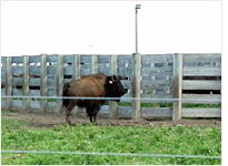 A lone bison strays from the herd