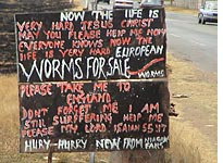Worms for sale