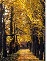 Gingko trees at the pristine Brooklyn Botanic Garden