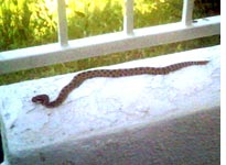 Baby California rattlesnake 