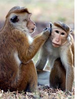 Monkeys. Click image to expand.