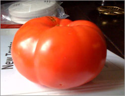 Stephen Metcalf's tomato