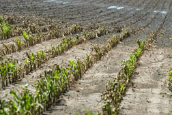 Corn field. 
