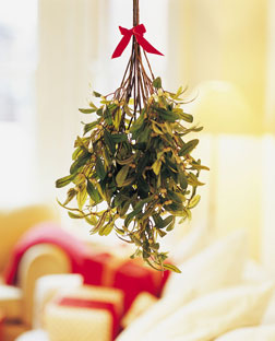 60_101222_ex_mistletoe_tn.jpg.CROP.origi