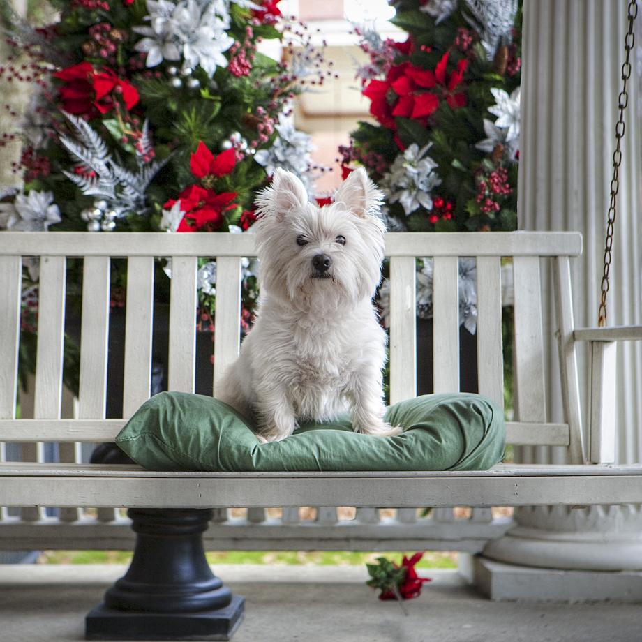 PORCH DOGS