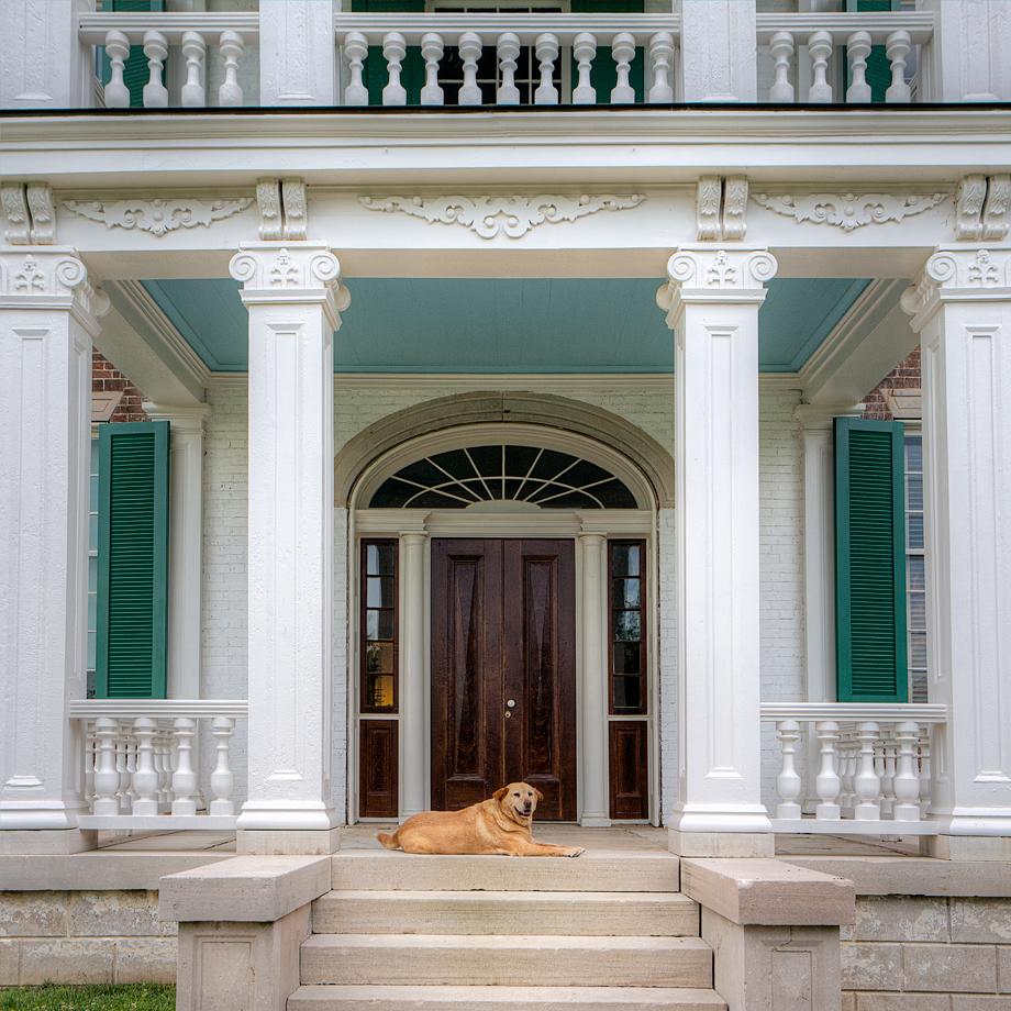 PORCH DOGS