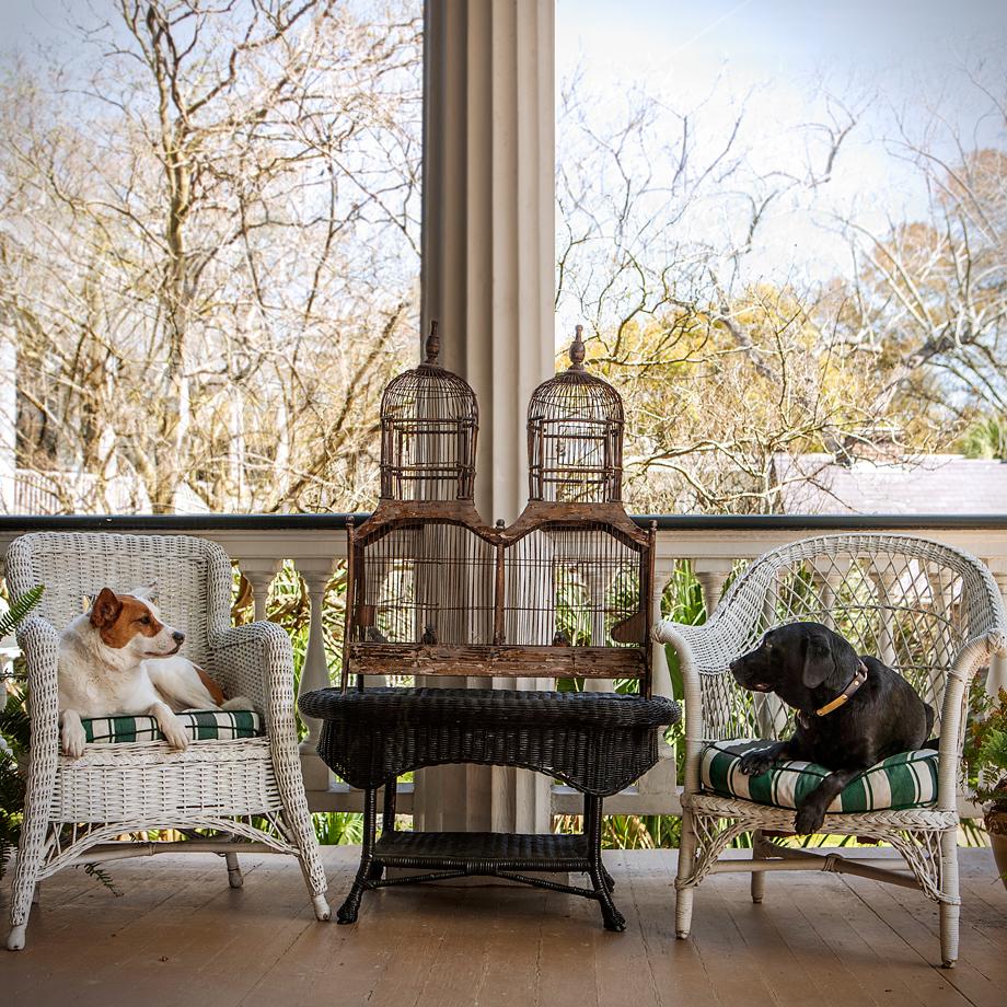 PORCH DOGS