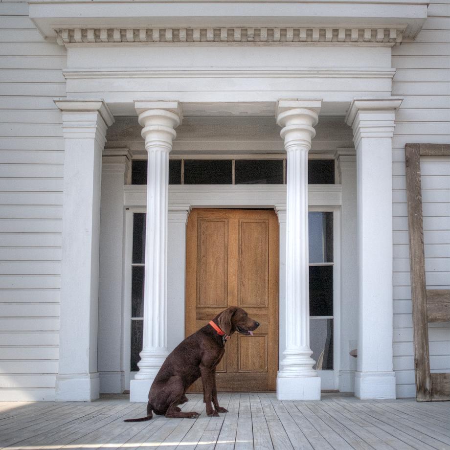 PORCH DOGS