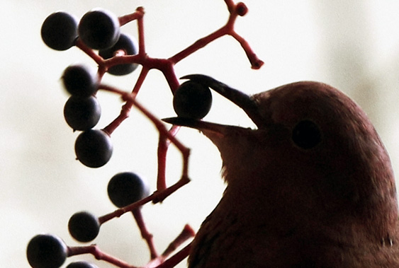 A pigeon eats a grape at the Firuz Aga Mosque in Istanbul in December 2008.