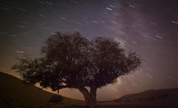 A long exposure shows stars behind a tree during the annual Perseid meteor shower near the southern town of Mitzpe Ramon, Israel August 13, 2012.