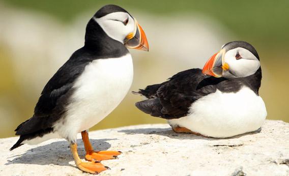 121102_Doers_Puffins.jpg.CROP.rectangle3-large.jpg