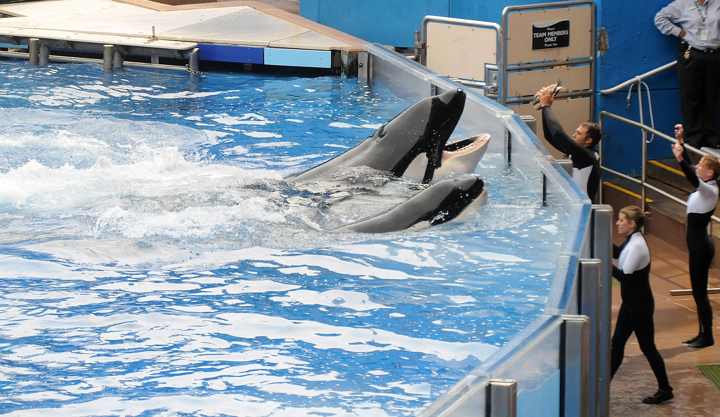 &quot;Why I Am Leaving Sea World&quot;: More Op-Eds by Disillusioned Employees