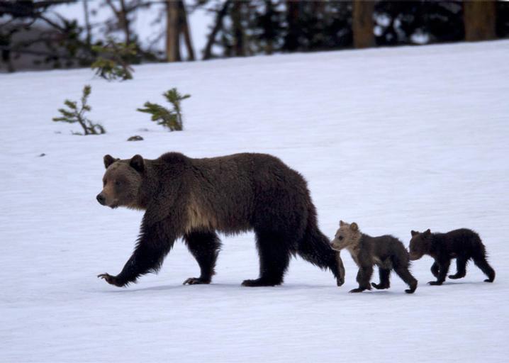 Bear Attacks (U.S. National Park Service)