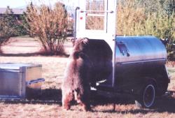 A grizzly in a culvert trap. Photo taken at the Grizzly and Wolf Discovery Center.