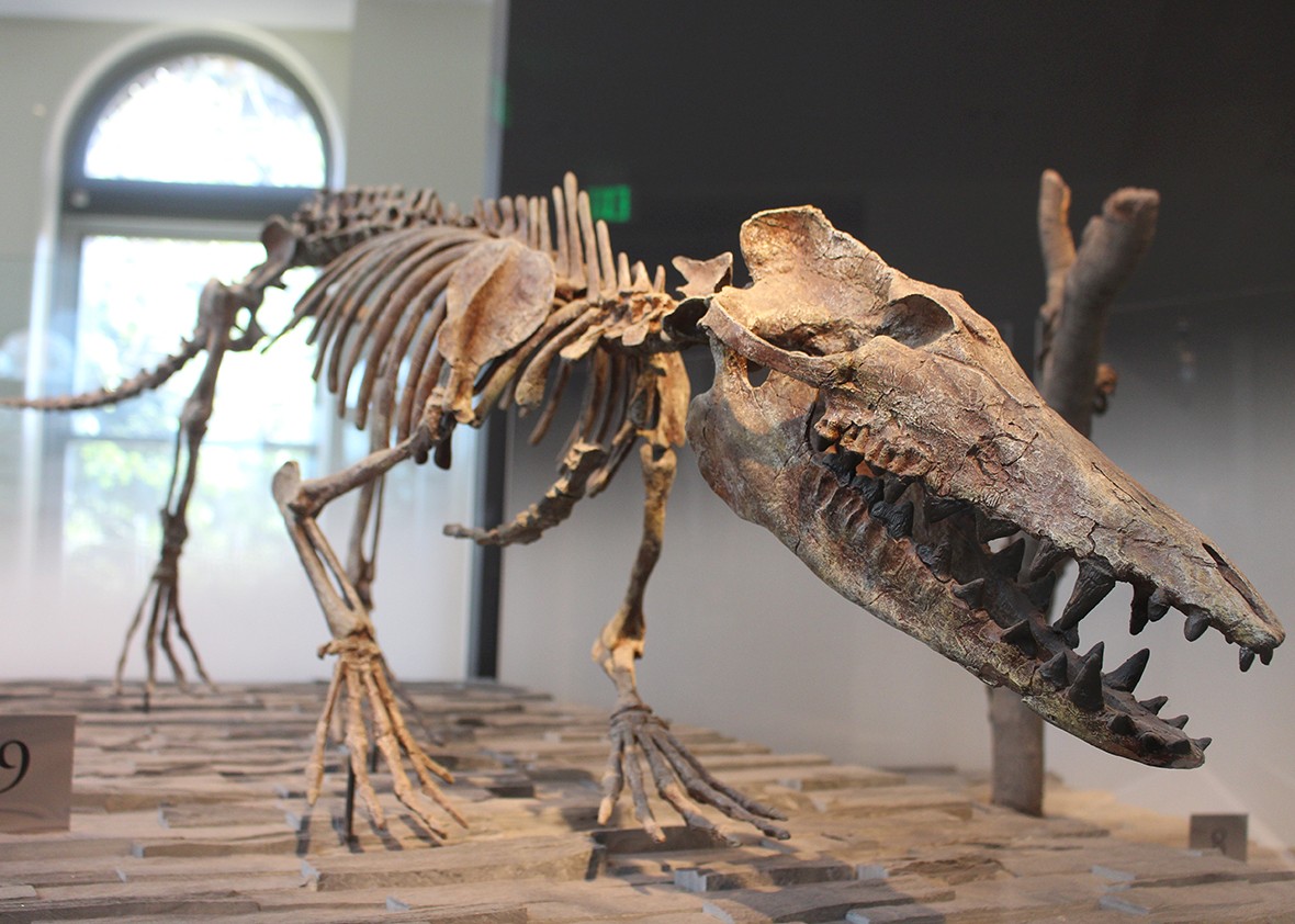 Dinosaur Fossils Fossil Mammals Are More Interesting Than Dinosaurs.