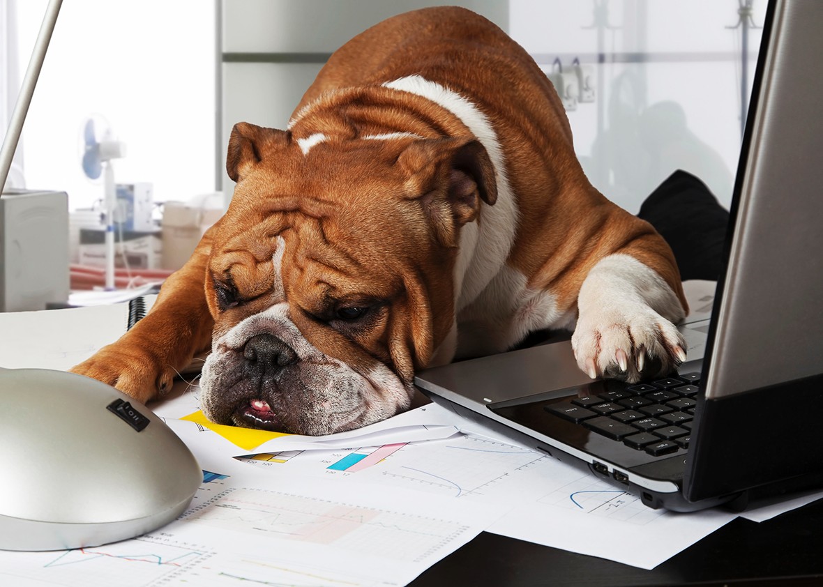 Pet-friendly offices often don’t consider whether it works for the pets.