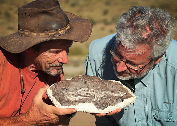 Roger Smith, left, and Neil Shubin examine a fossil of two juvenile Thrinaxodon — mammal-like reptiles that survived the Permian extinction.