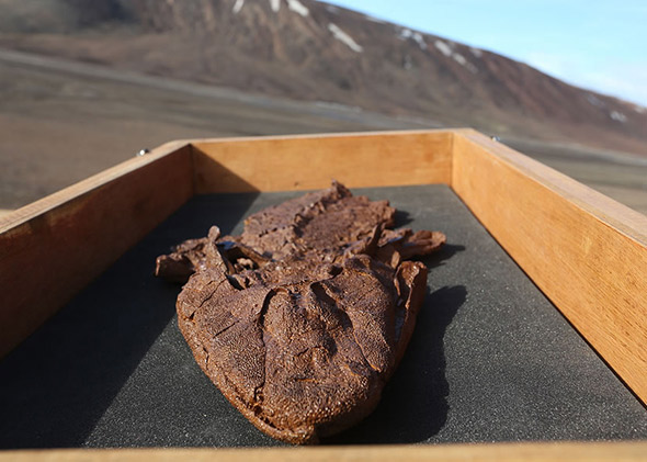 Pictured near where it was found is a Tiktaalik roseae fossil &mdash; one of the most complete of the dozens of specimens discovered to date.