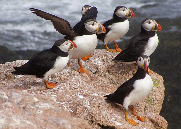 Puffins!