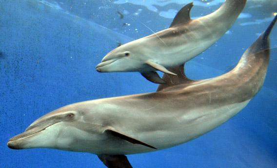 A baby bottle nose dolphin swims close to his mother at the Hakkeijima Sea Paradise aquarium in Yokohama, suburban Tokyo in June 2011. 