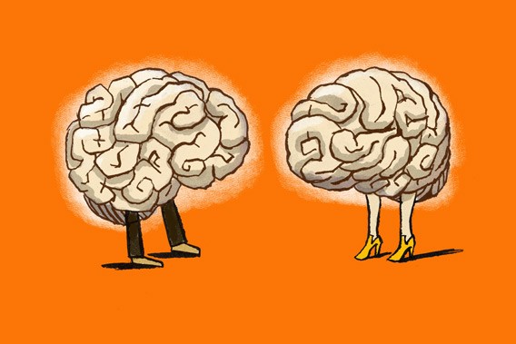 size of brain human brain size social groups led to the evolution of large brains size of brain human brain size social groups led to the evolution of large brains