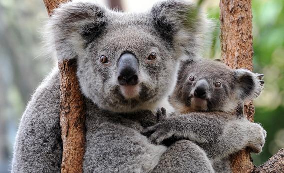 http://www.slate.com/content/dam/slate/articles/health_and_science/pandemics/2012/12/121204_PAN_Koalas.jpg.CROP.rectangle3-large.jpg