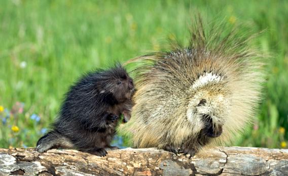 Porcupine Sex Mating Behaviors Involve Quills Musk Penis Spikes