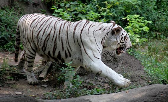 how endangered are white tigers