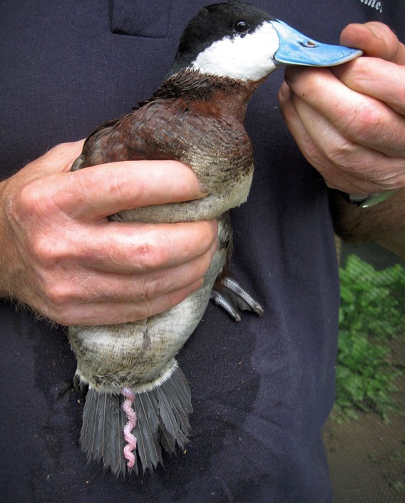 Duck penis controversy: NSF is right to fund basic research that