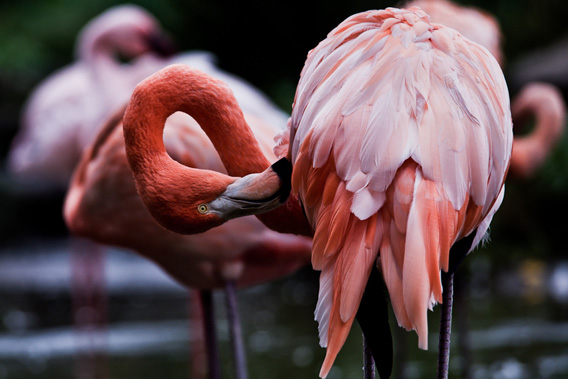 American Flamingo.