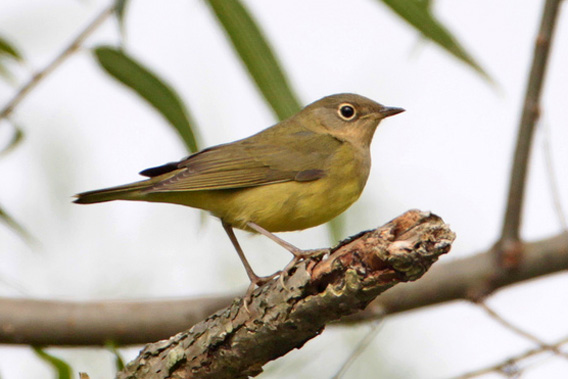 Connecticut Warbler.