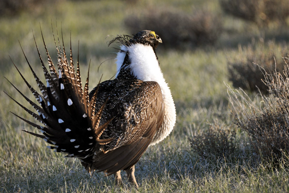 A greater sage-grouse male struts at a lek (dancing or mating ground) near Bridgeport, CA to attract a mate.