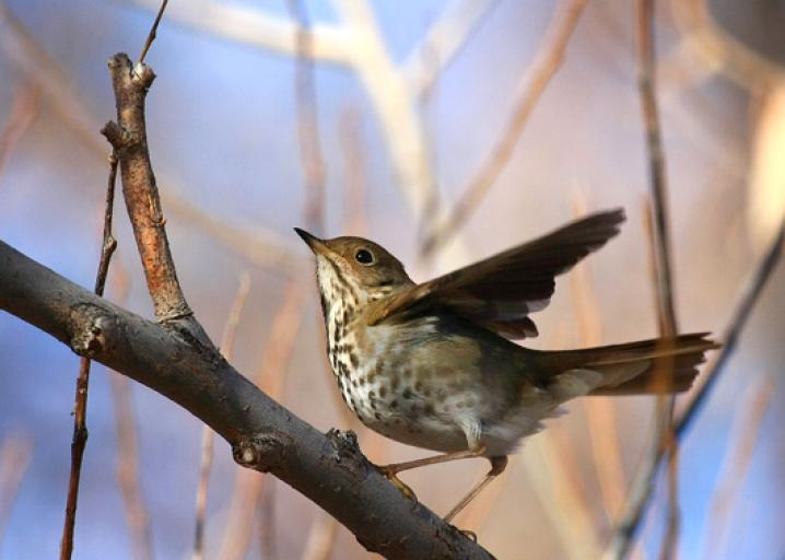 State Bird Improvements Replace Cardinals And Robins With