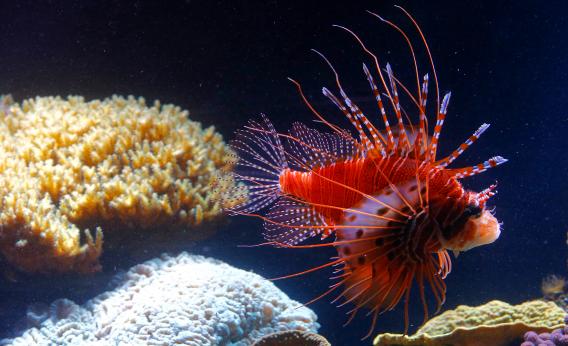 A lionfish (Pterois volitans) in an aquarium Photo by Alexander Klein/AFP/Getty Images