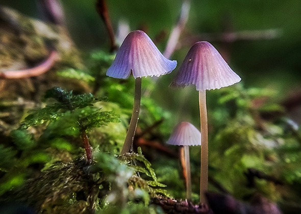 140703_MEDEX_Psilocybin