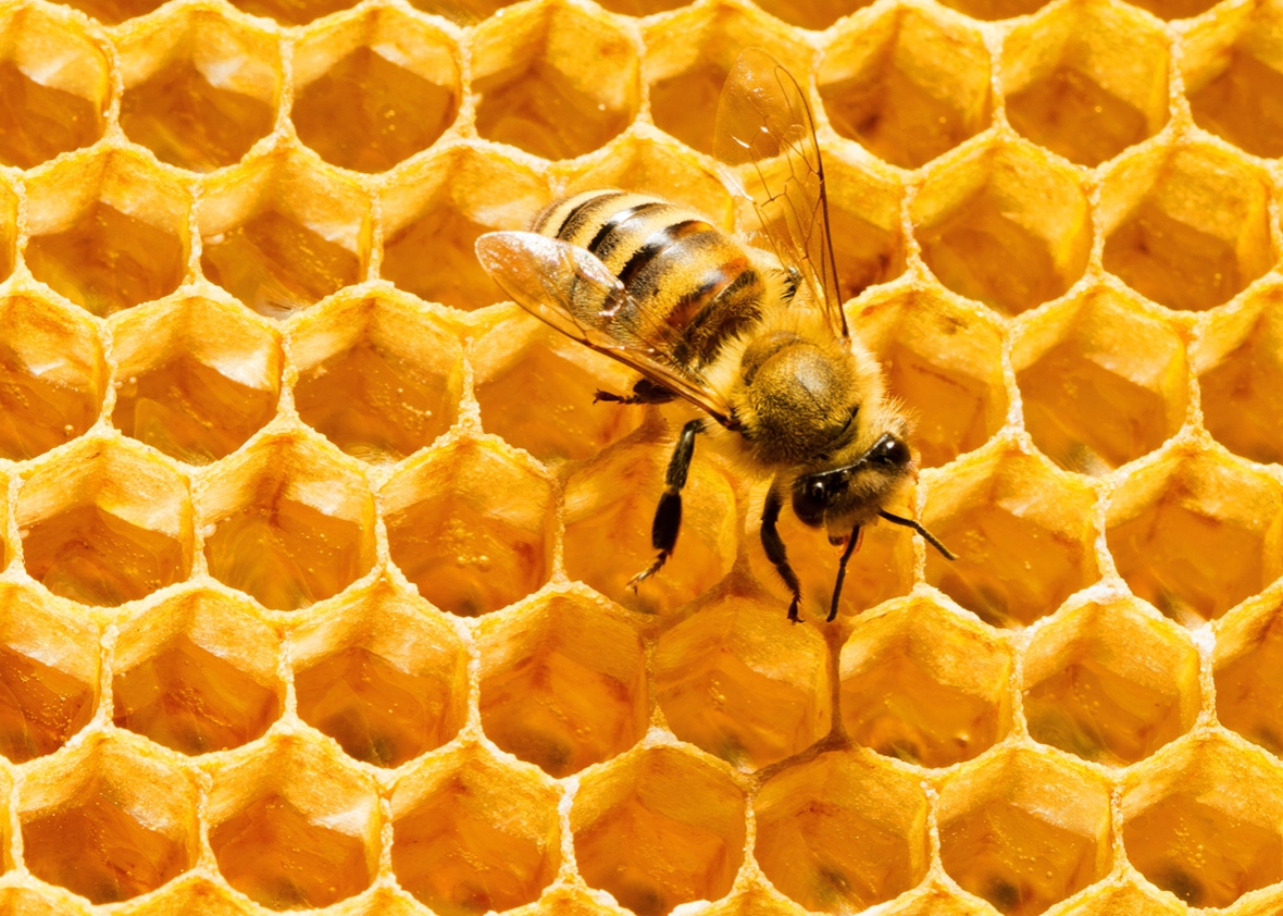 Image result for bee hexagon