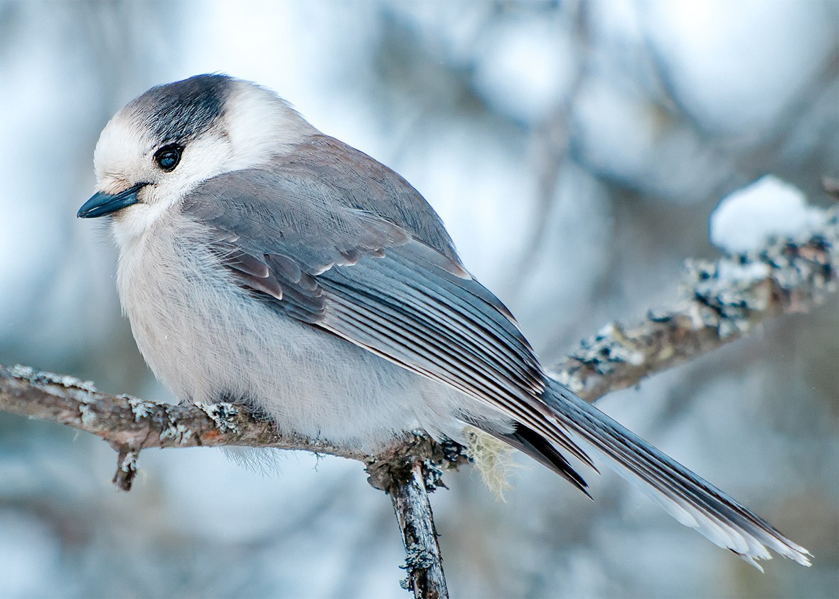 Canada’s gray jay is a great national bird.