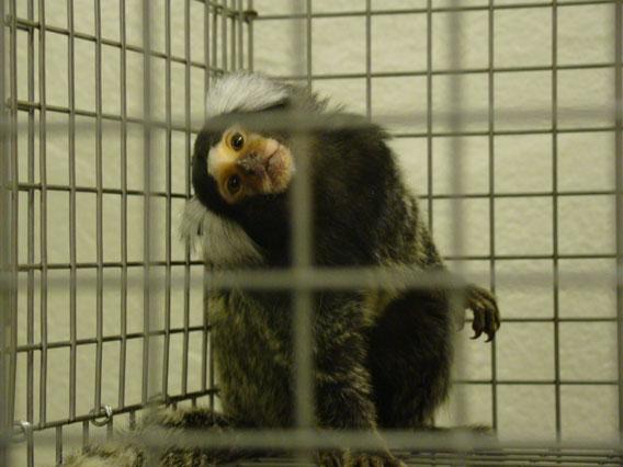 Marmoset.