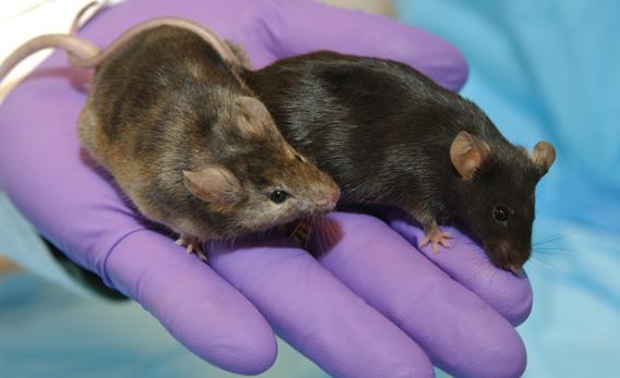 A laboratory mouse in which a gene affecting hair growth has been knocked out (left), is shown next to a normal lab mouse. 