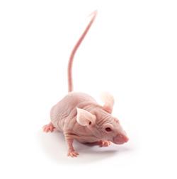 Naked mouse.com the Behavioral plasticity