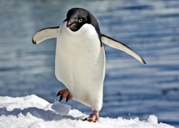 131025_WILD_AdeliePenguin.jpg.CROP.promovar-mediumlarge.jpg