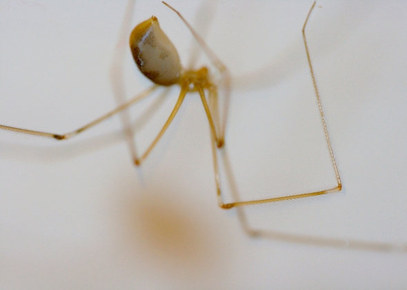 140116_WILD_DaddyLongLegs