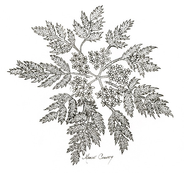 Poisonous plants Socrates drank hemlock tea as his preferred mode of