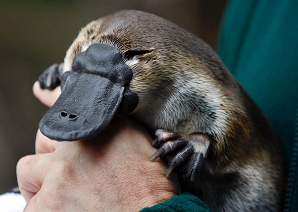 Image result for Platypus