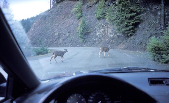 Deer crossing the road in front of a car.