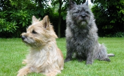 Cairn-Terrier-Garten.