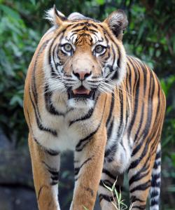 Animal Attacks: Horrifying Stories about Tigers, Whales, Grizzlies, and  Chimps from .