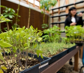 Solar Greenhouse,